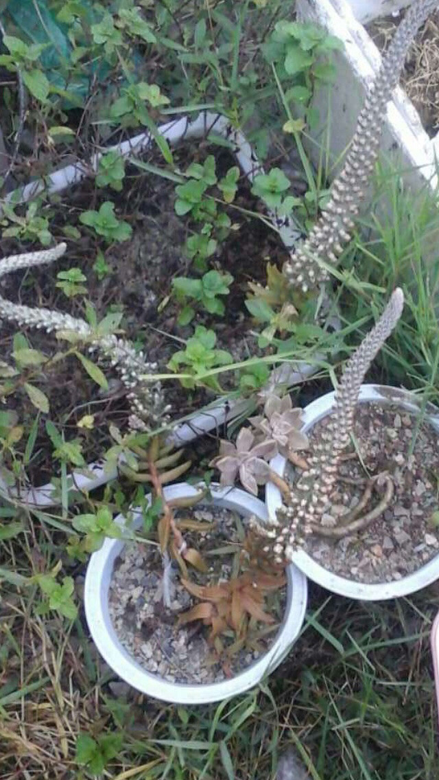 ����ʲô���Ⱑ����˭��ʶ�����⻨����ô