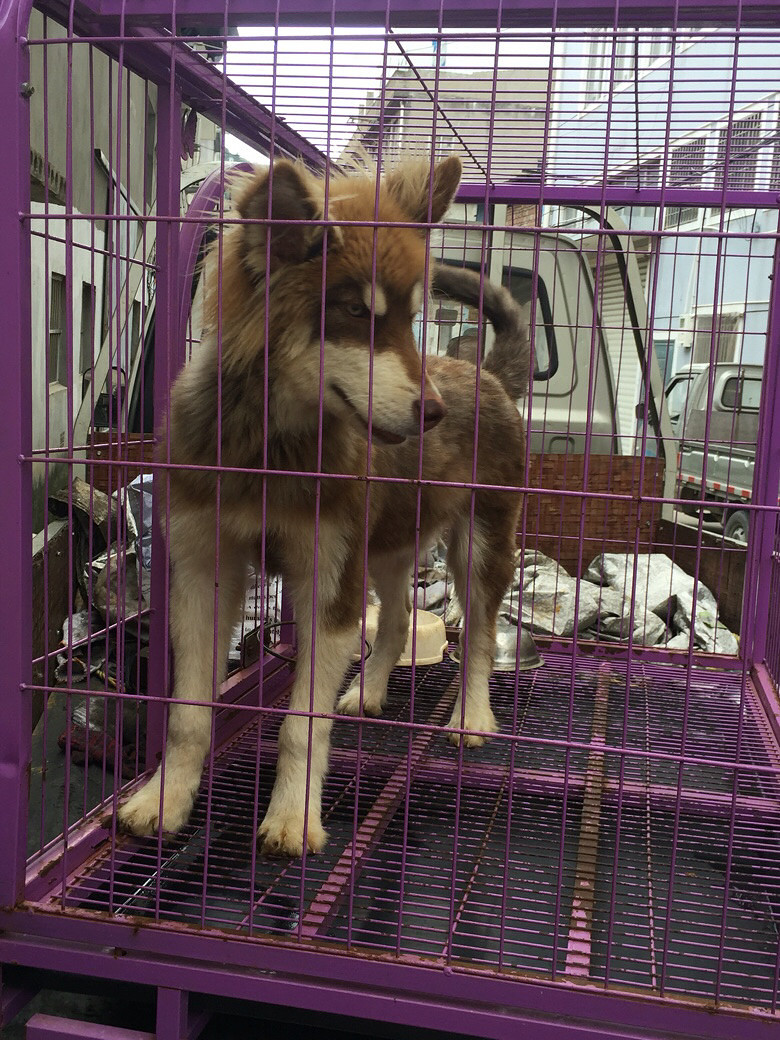 �����˱�������