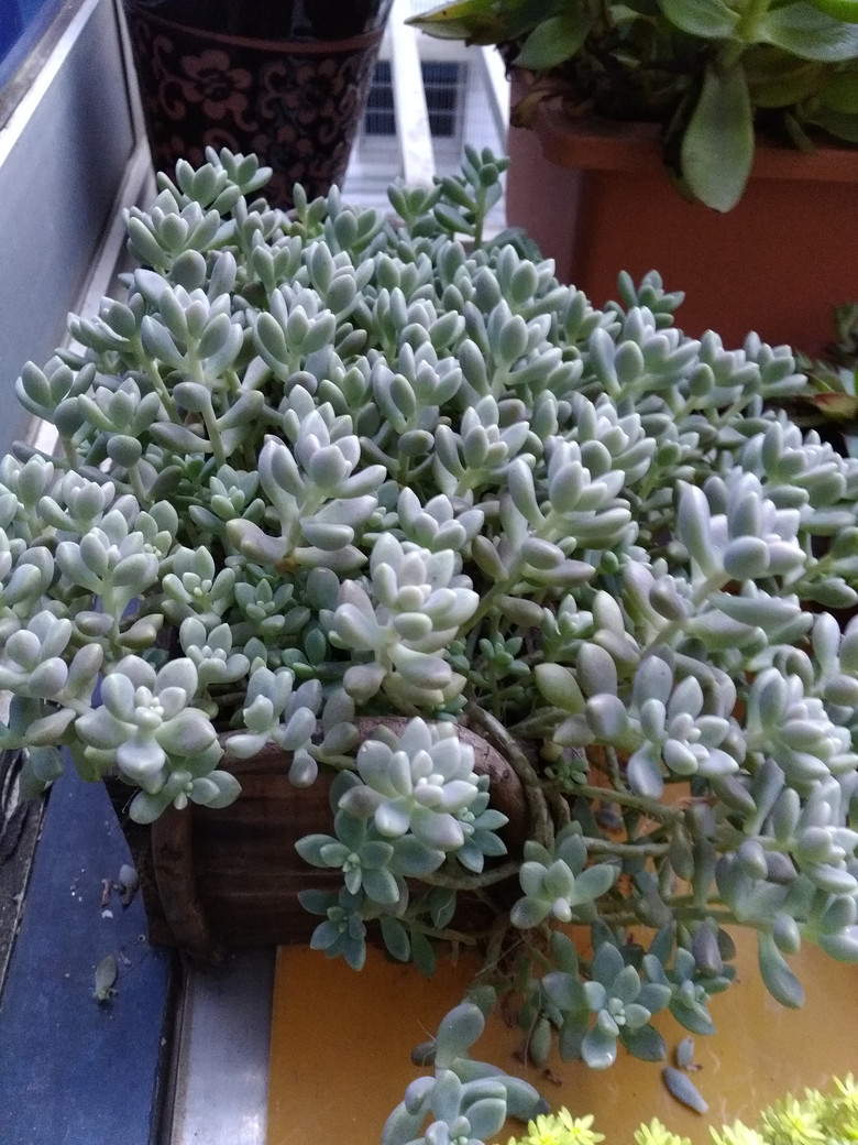 �ɰ��������ǣ�Խ��Խϲ����