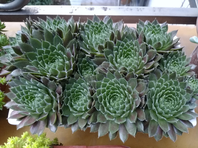 �ɰ��������ǣ�Խ��Խϲ����