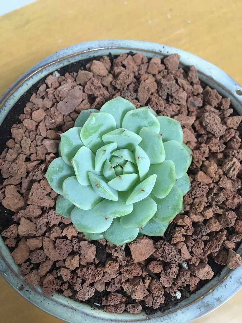 �ֵ���õ�һ�����