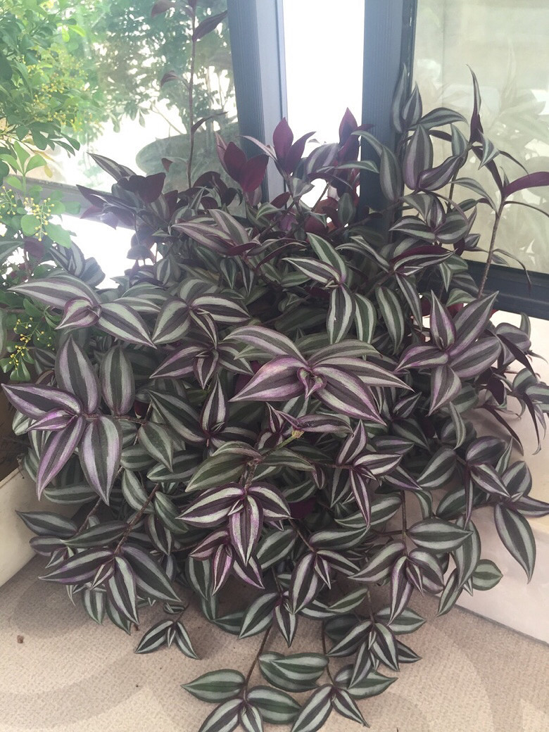 ߣҶ�� �ɷ���