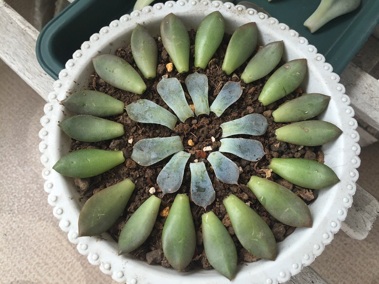 ߣҶ�� �ɷ���