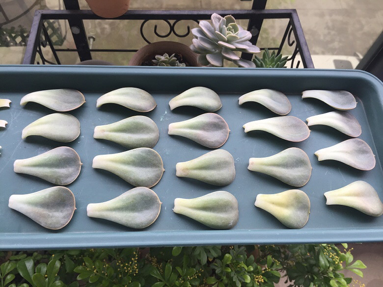 ߣҶ�� �ɷ���