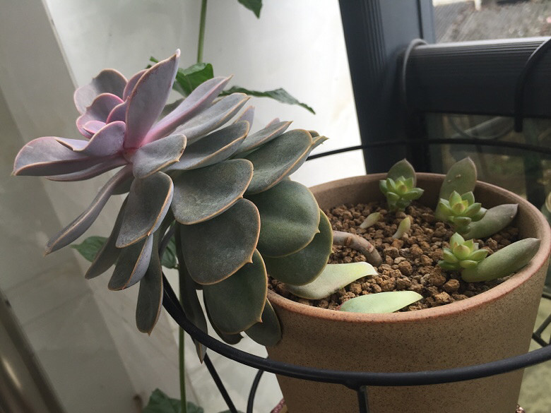 ߣҶ�� �ɷ���