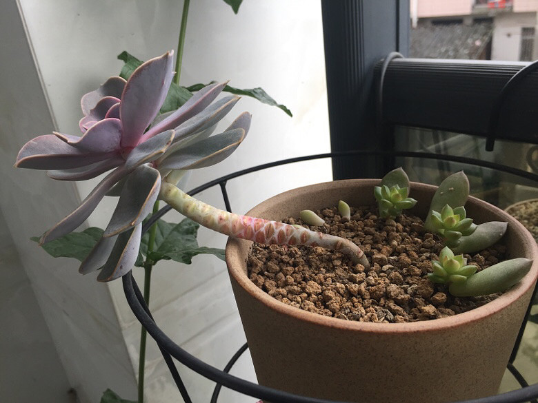 ߣҶ�� �ɷ���