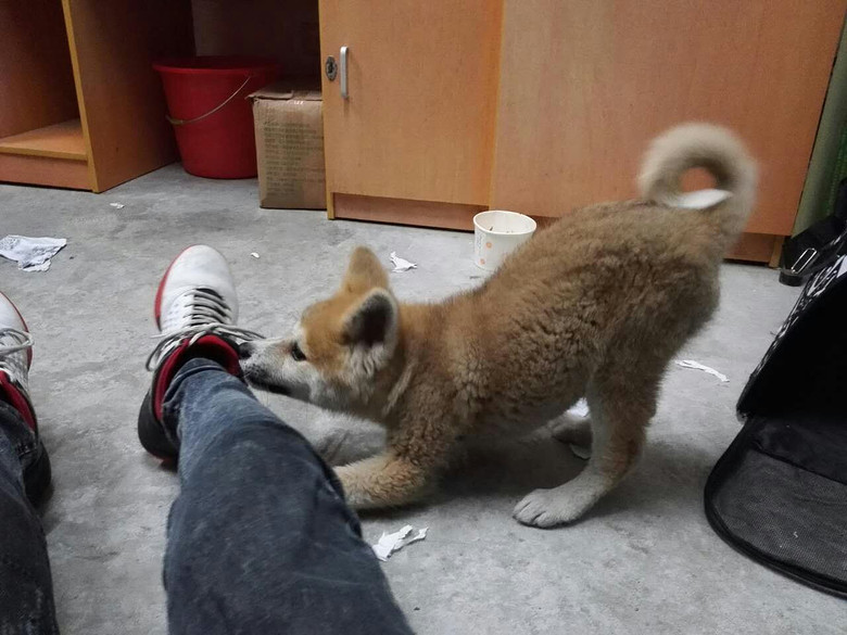 ���Ҽҵ��ձ����ﱦ��