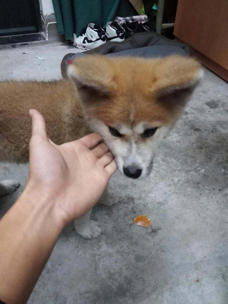 ���Ҽҵ��ձ����ﱦ��