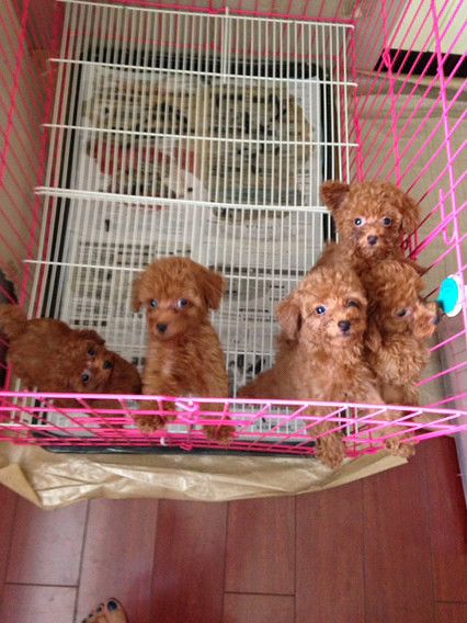 ����̩�ϳ��ۣ����и�ɫ̩�ϣ���ĸ���У���