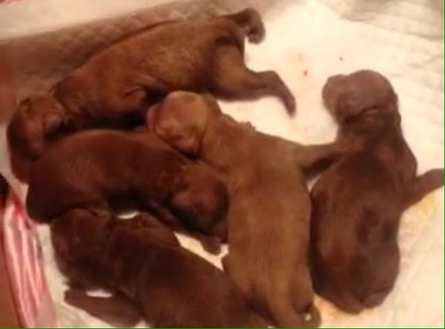 ����̩�ϳ��ۣ����и�ɫ̩�ϣ���ĸ���У���