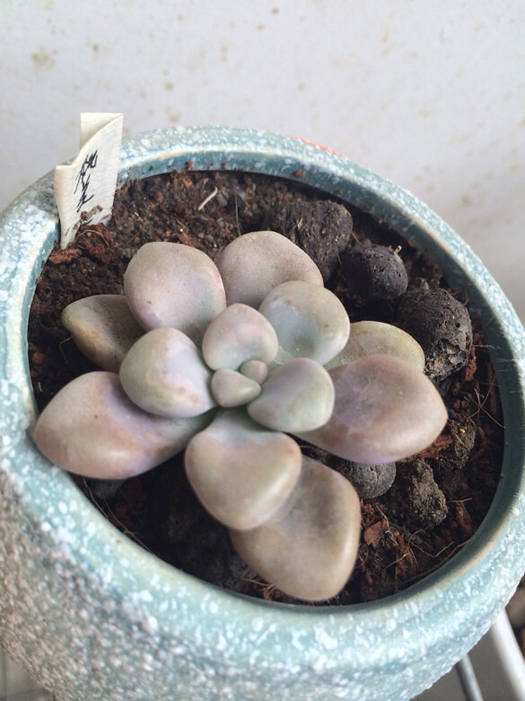 ɹɹ���ֵĶ���