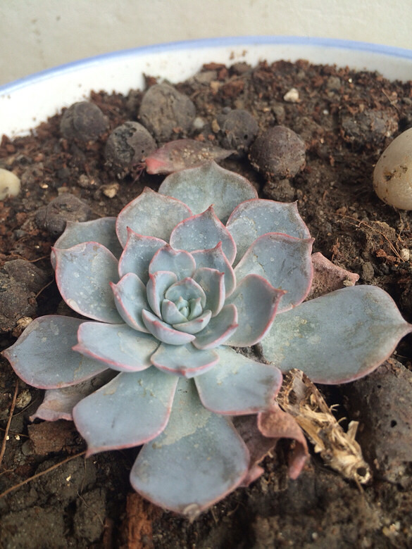 ɹɹ���ֵĶ���