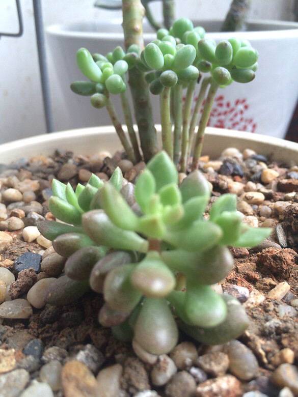 ɹɹ���ֵĶ���