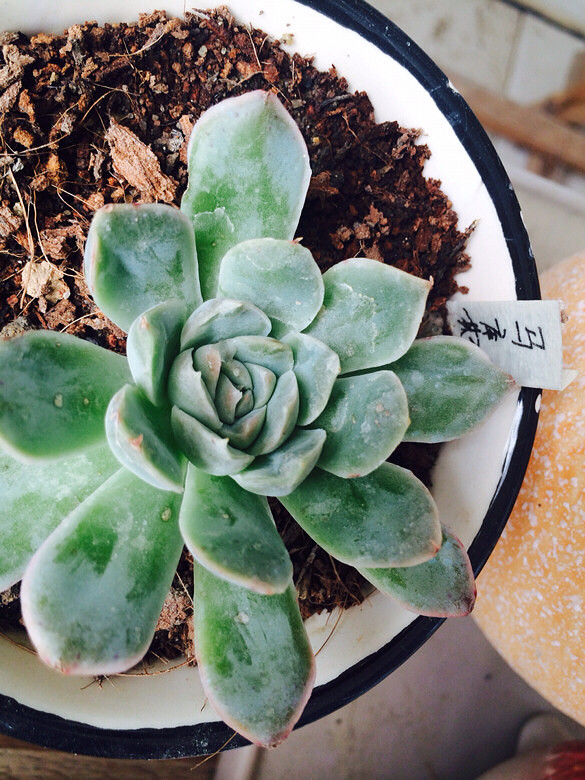 ɹɹ���ֵĶ���