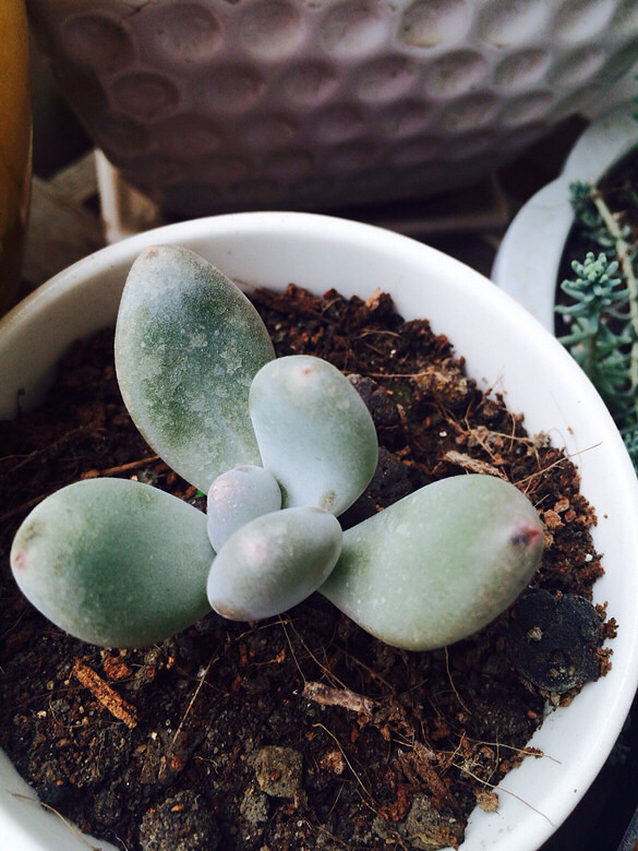 ɹɹ���ֵĶ���