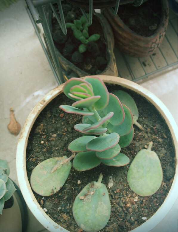 ɹɹ���ֵ���õĶ���