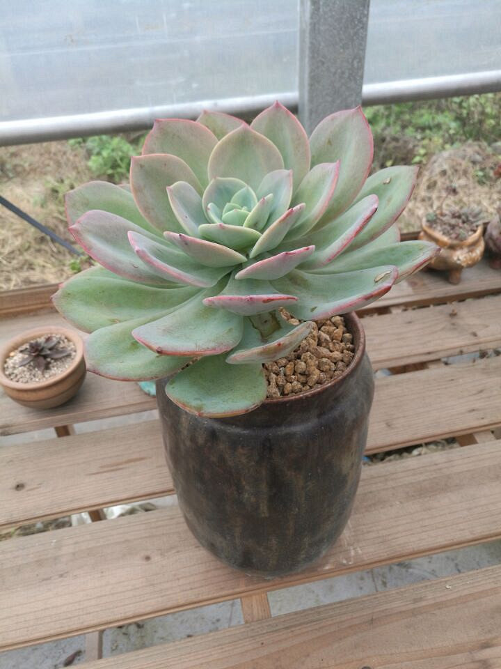 �ֵ���õ�һ�����