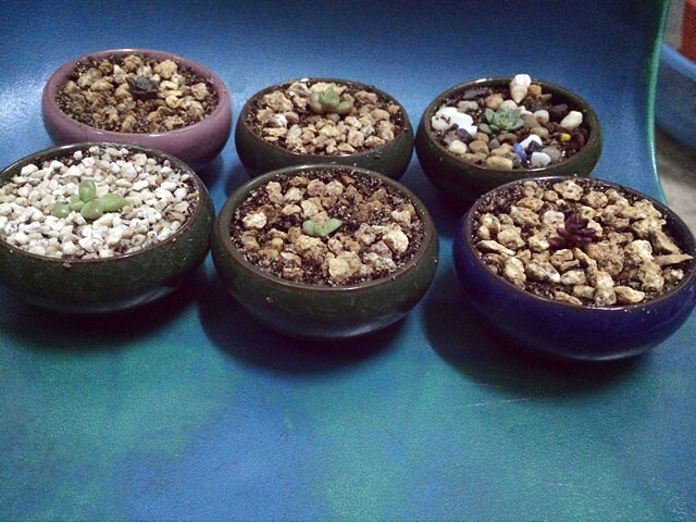 ϲ����һ��