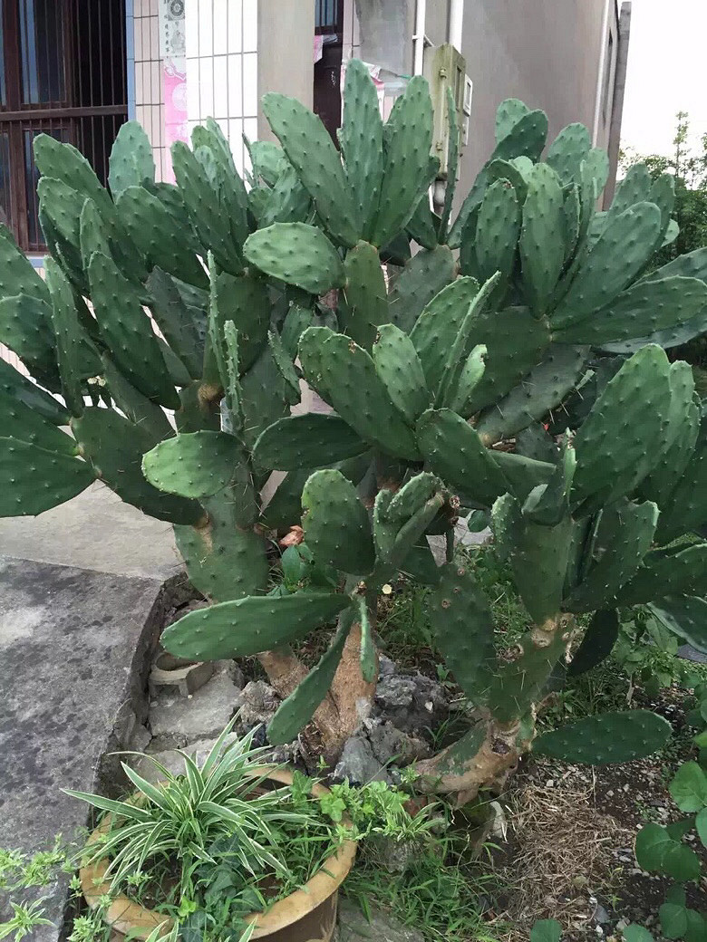 �ֵ���õĶ���