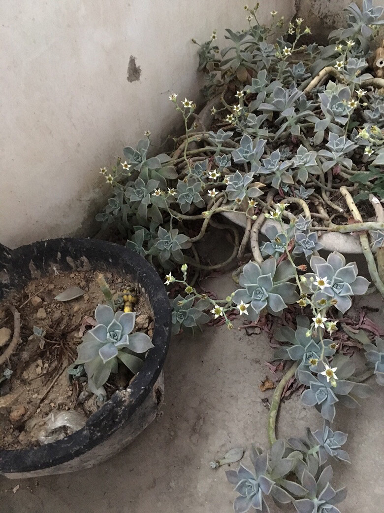 �ֵ���õĶ���