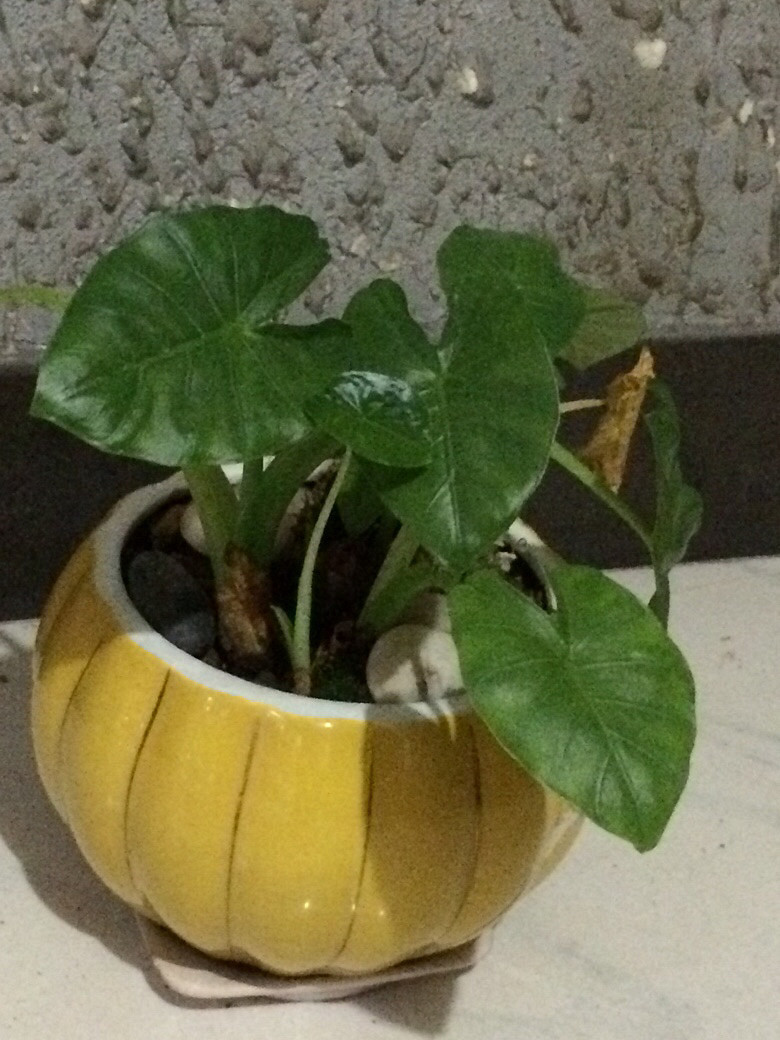 ��ˮ�����ÿ���