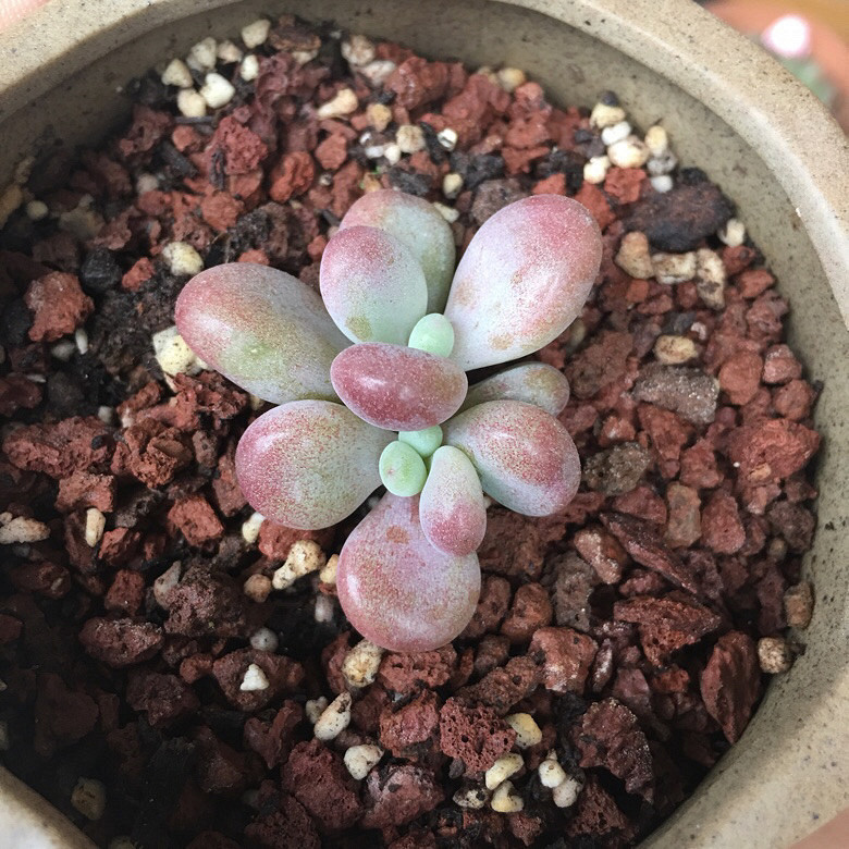 ���ǰ���ЩС����