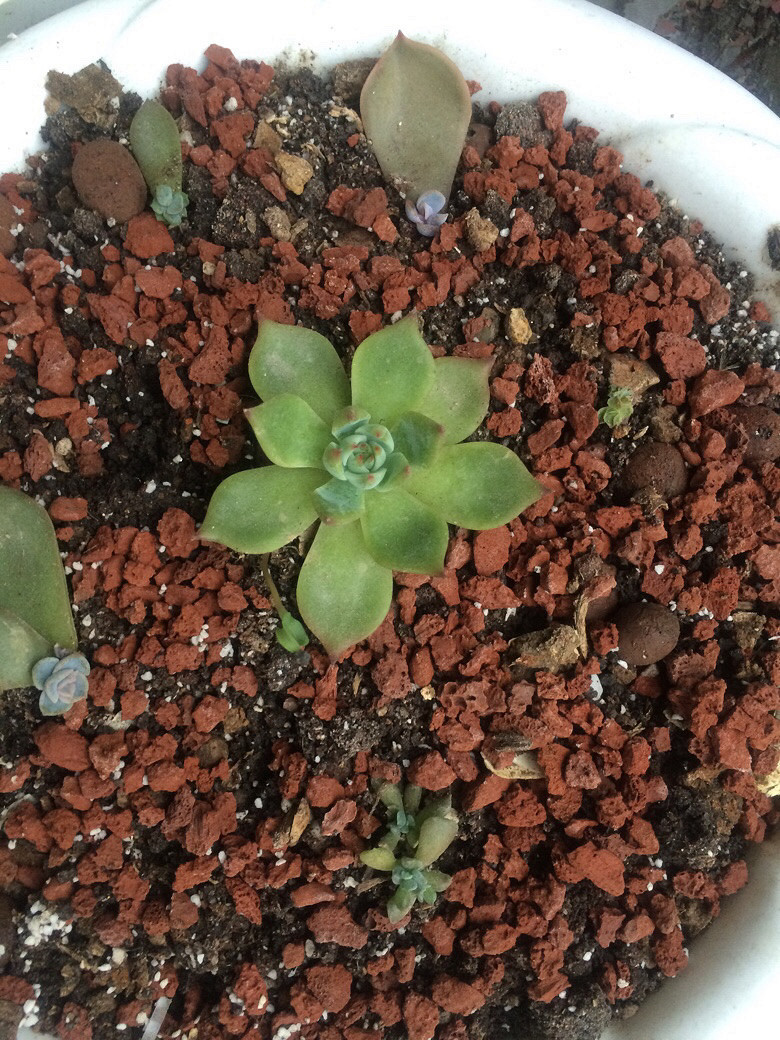 ���쿴���춼�������