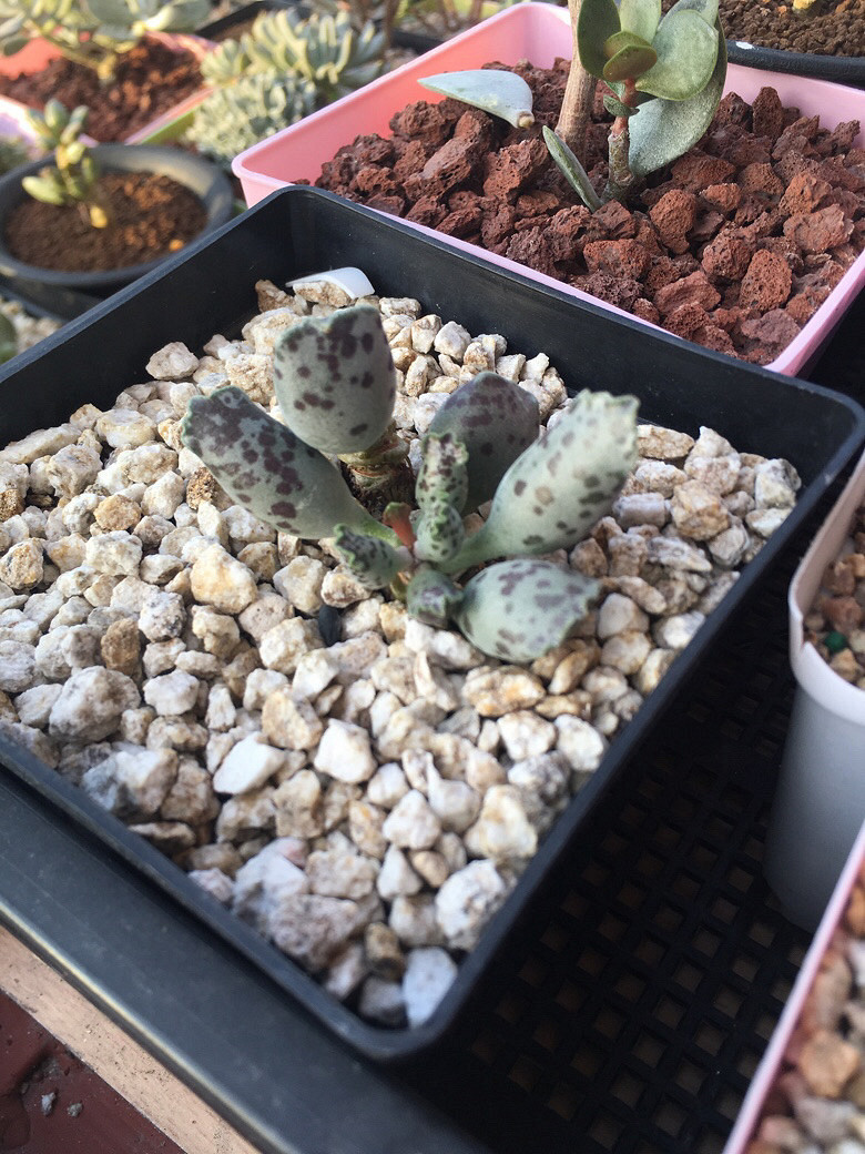 �����һ�����