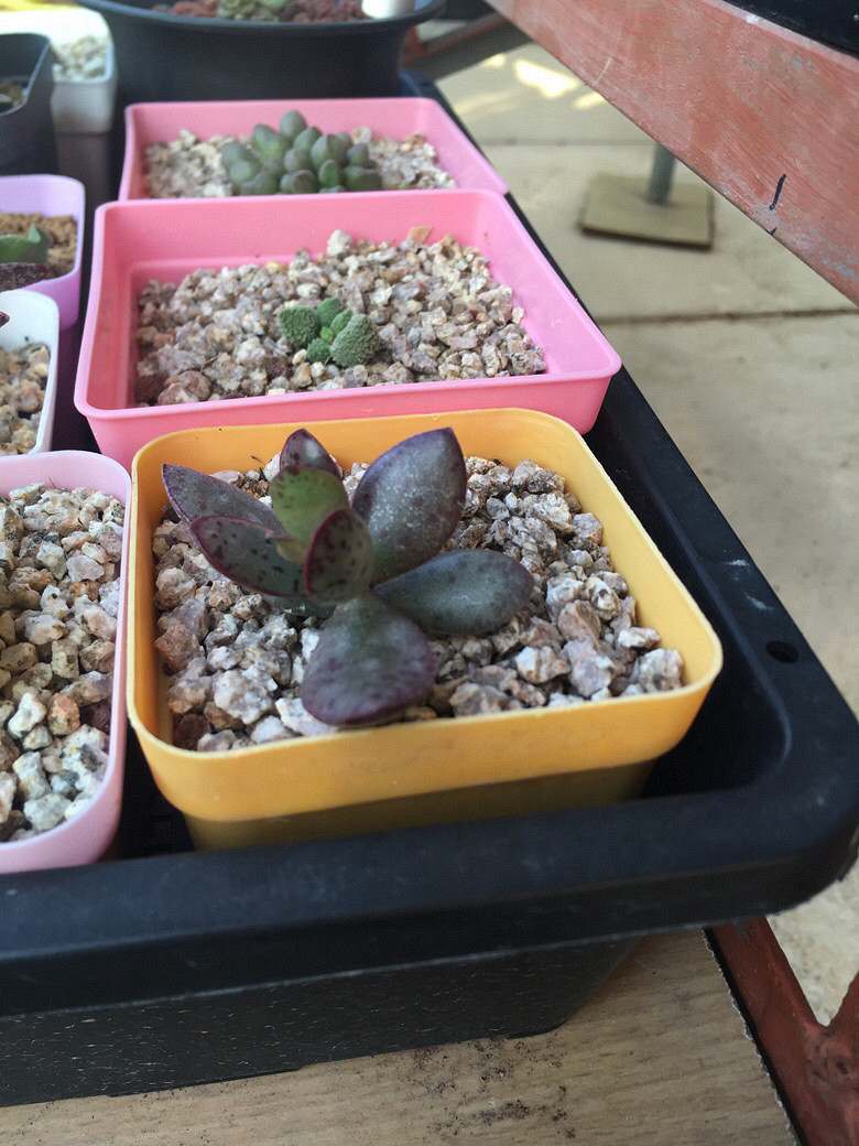 �����һ�����