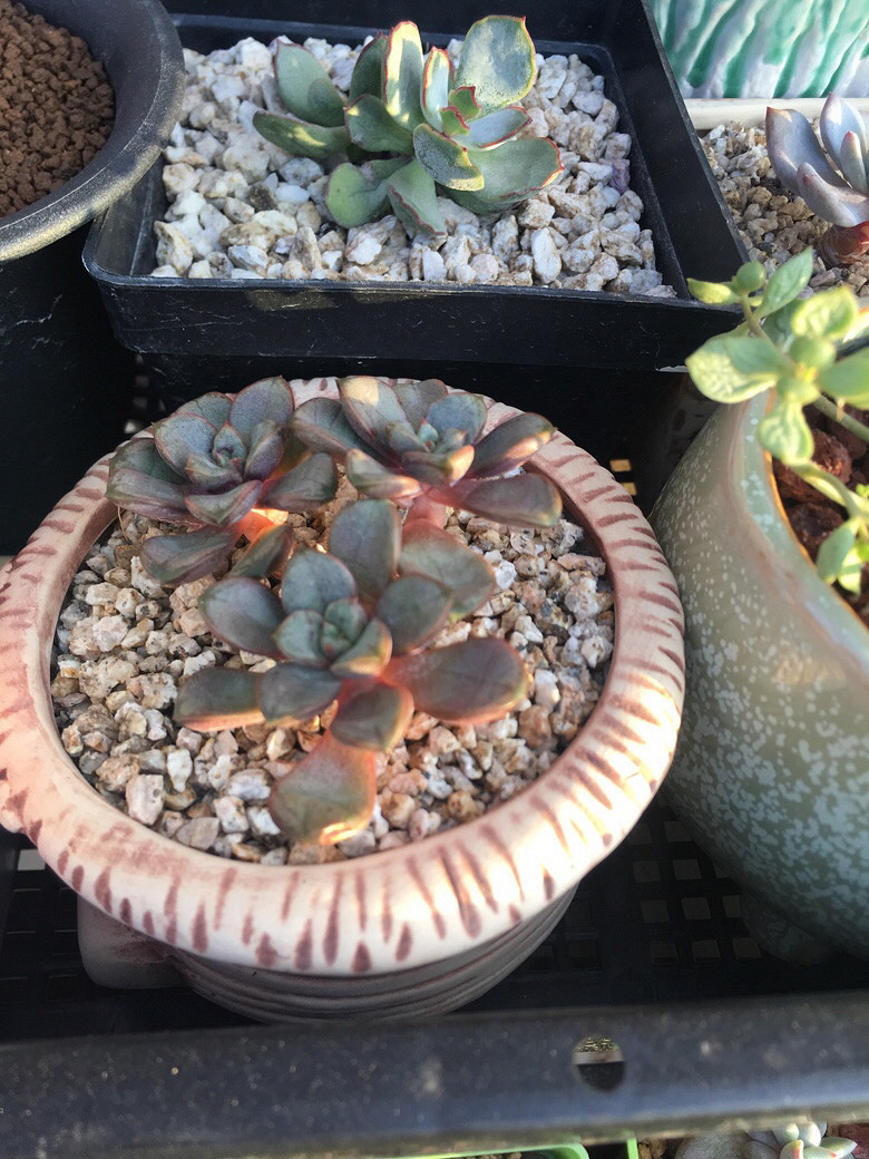 �����һ�����