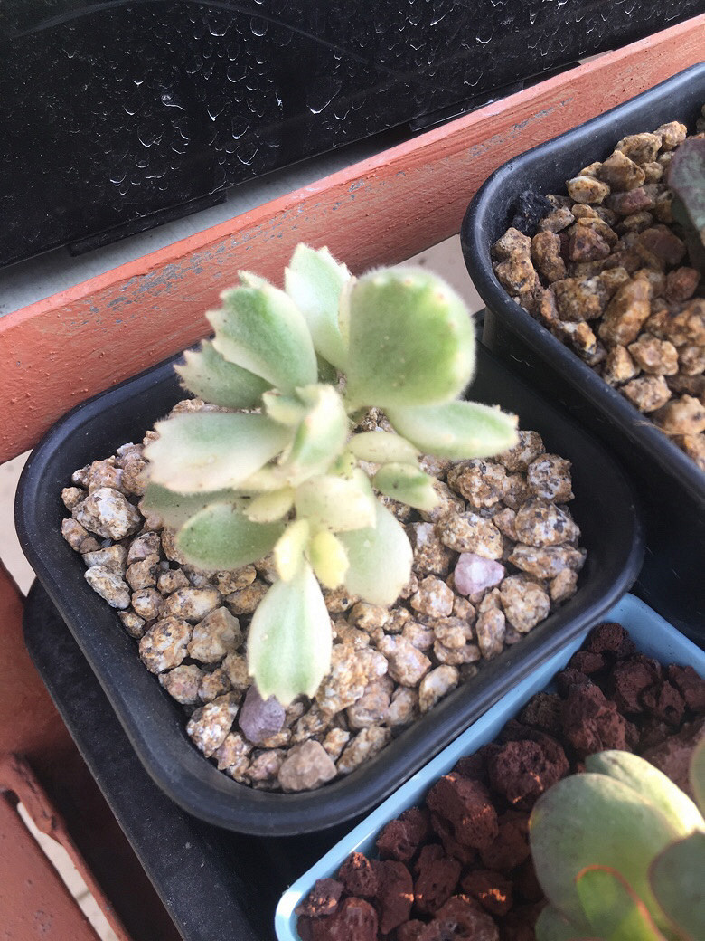 �����һ�����