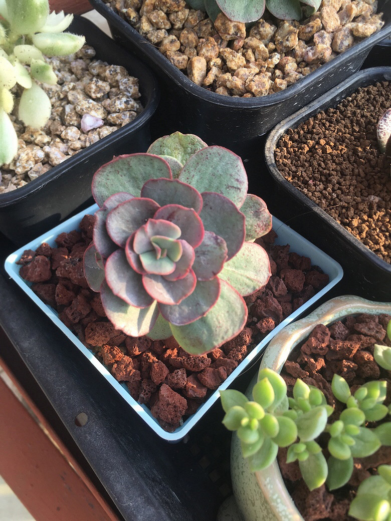 �����һ�����