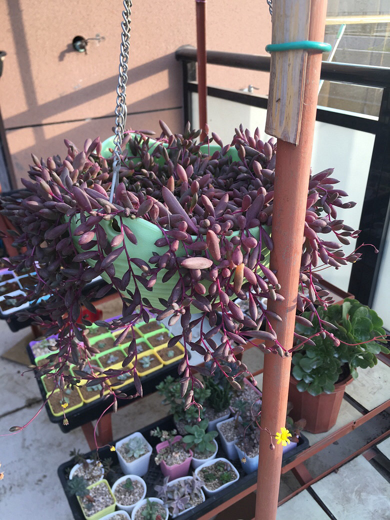 �����һ�����