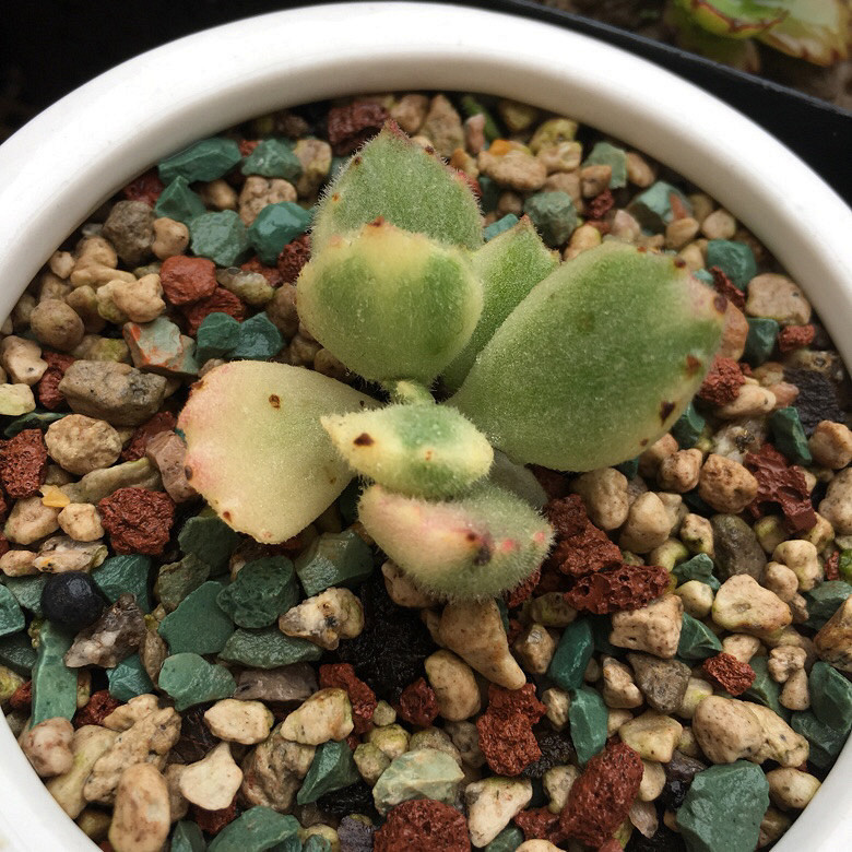 ���������С�ջ�