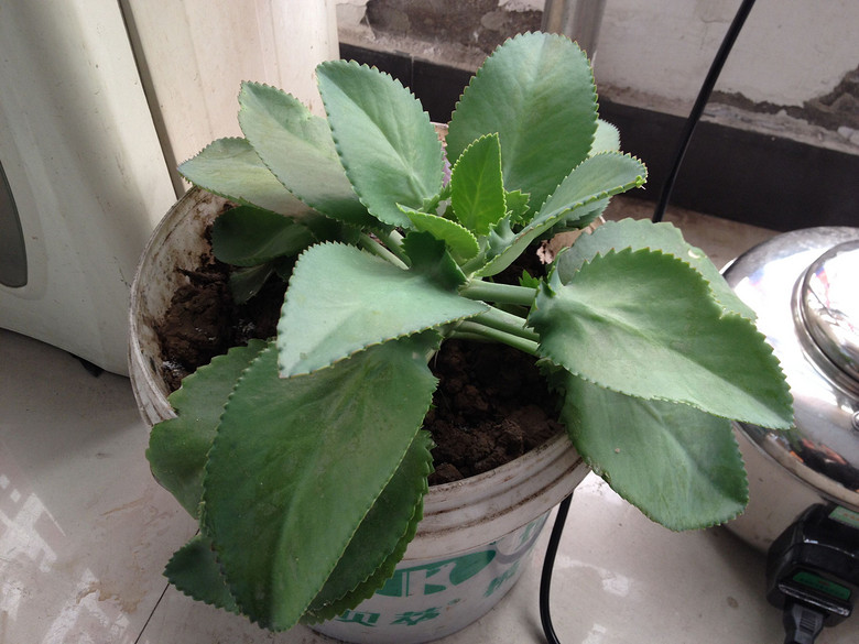 �ֵ���õ�һ����⡤˪֮��