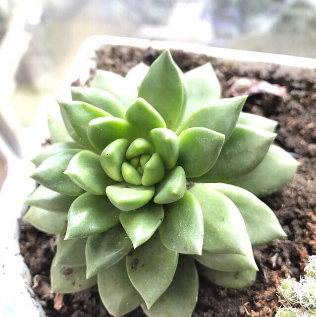 �⼸����ʲôֲ��