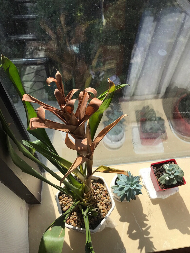 �⼸����ʲôֲ��