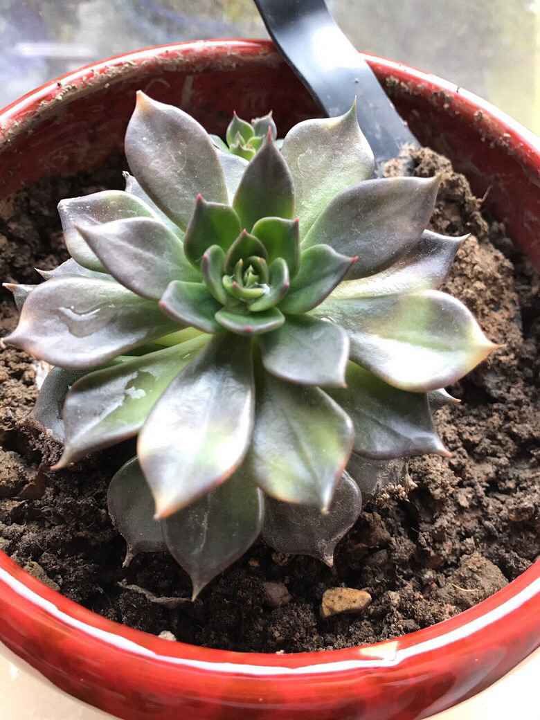 �⼸����ʲôֲ��