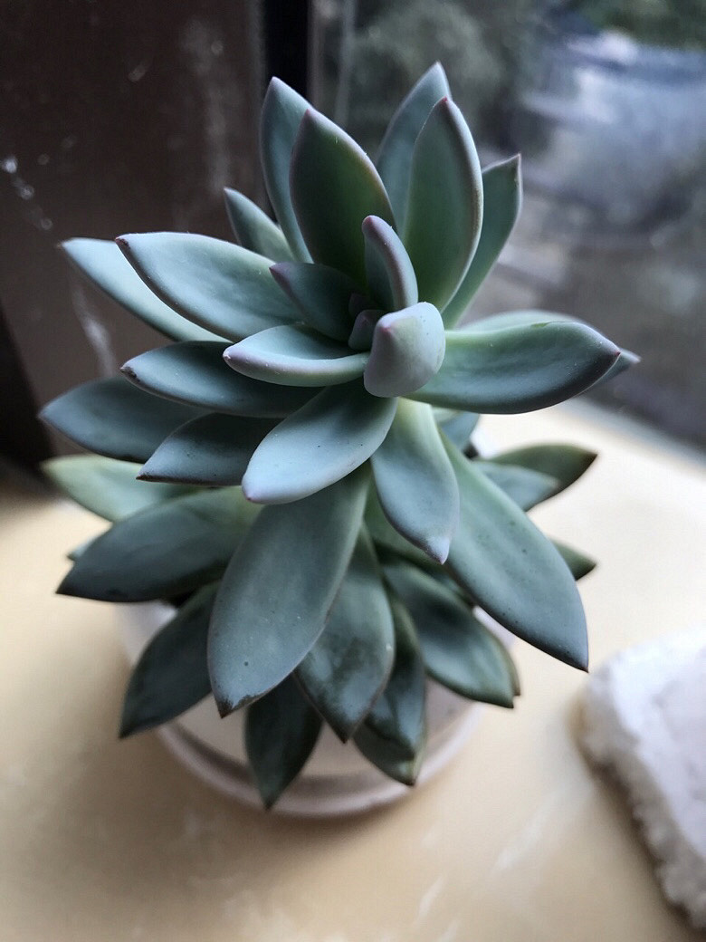 �⼸����ʲôֲ��