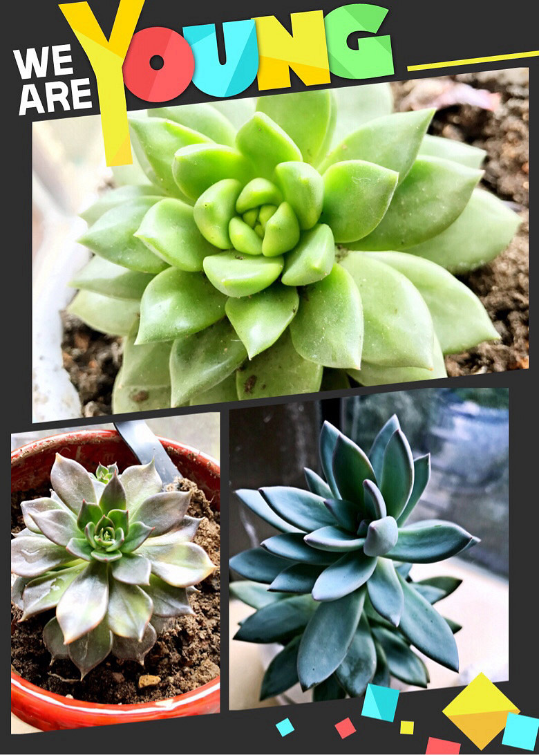 �⼸����ʲôֲ��