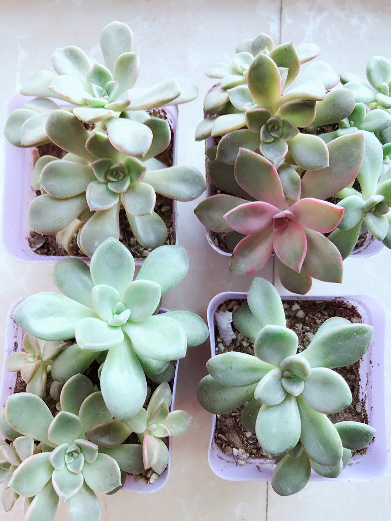 �ֵ���õ�һ������