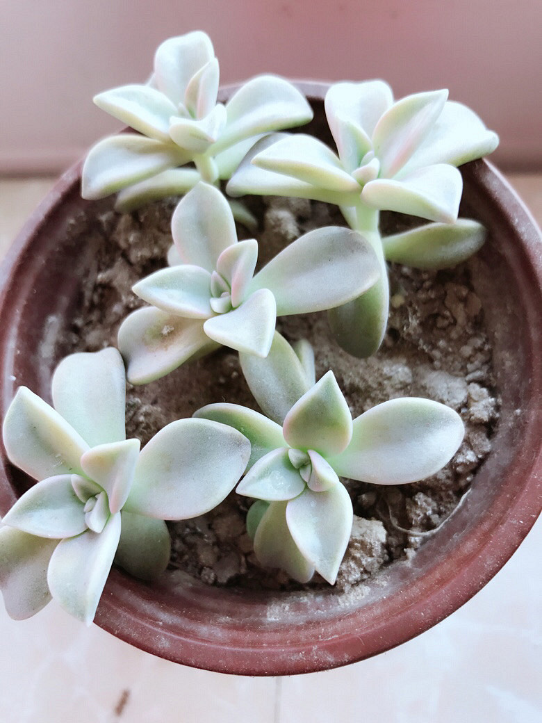 �ֵ���õ�һ������