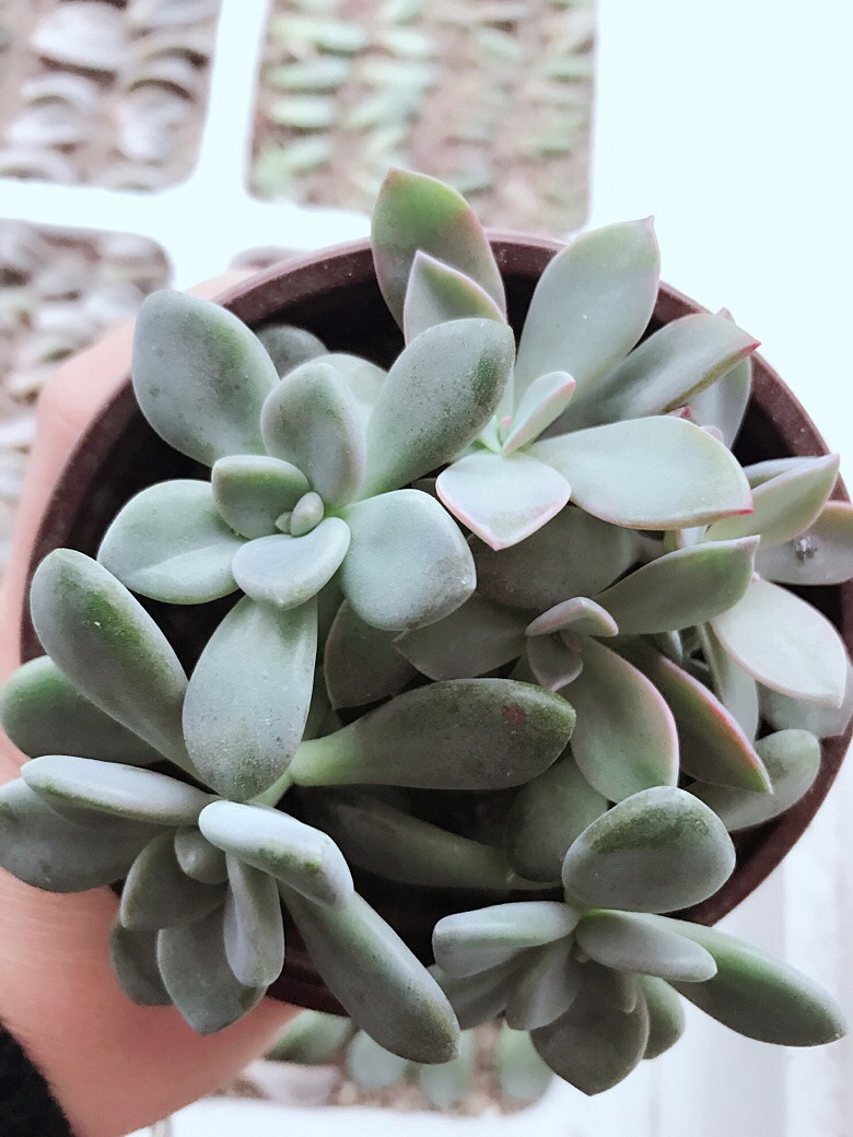 �ֵ���õ�һ������