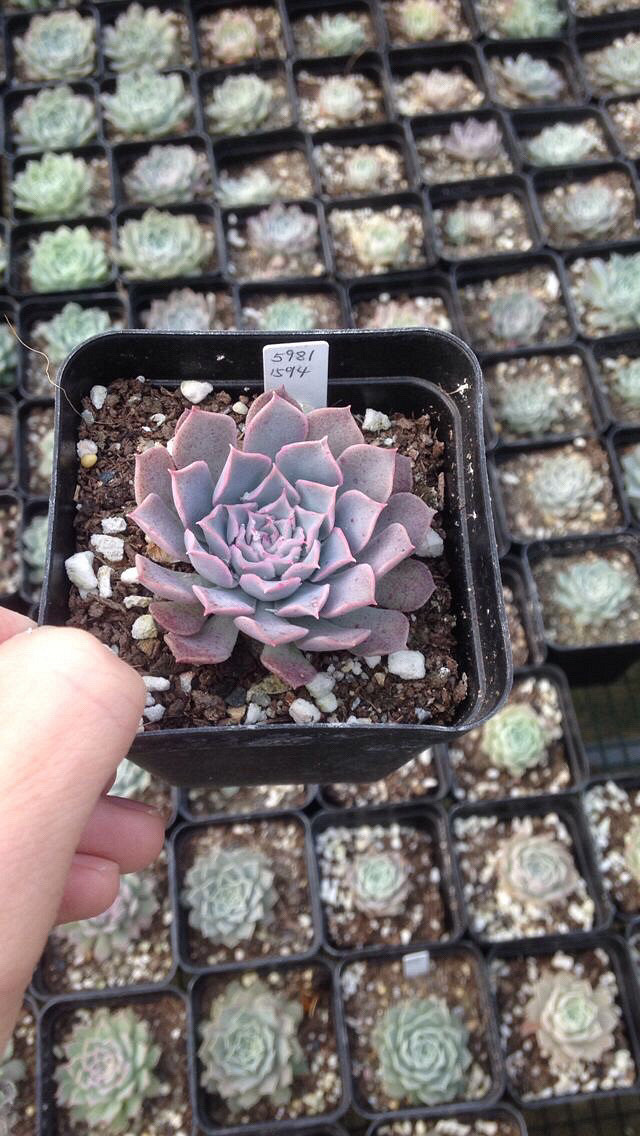 ��˿���Ͷ���·ֽ�糵���