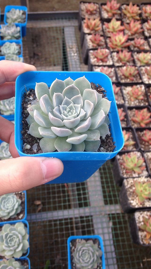 ��˿���Ͷ���·ֽ�糵���