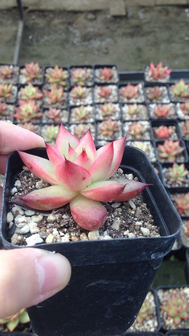 ��˿���Ͷ���·ֽ�糵���