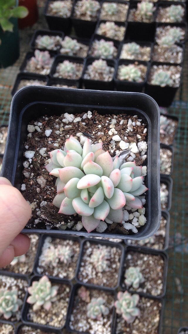 ��˿���Ͷ���·ֽ�糵���