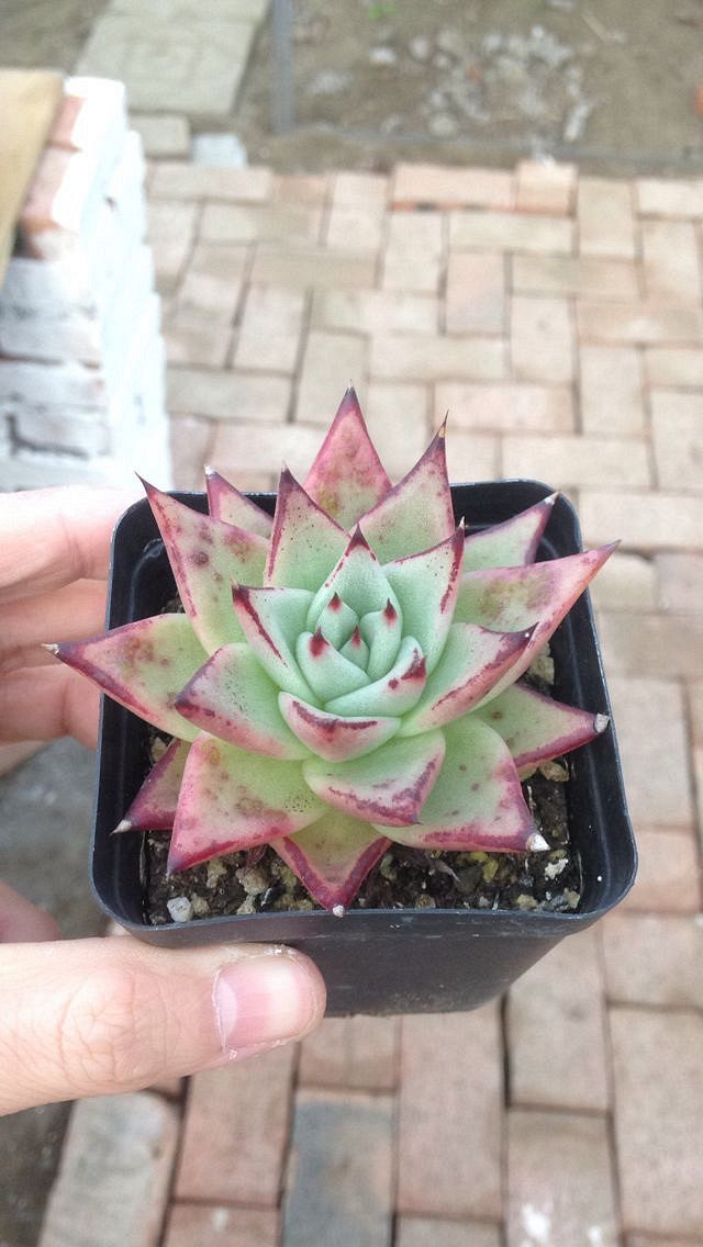 ��˿���Ͷ���·ֽ�糵���