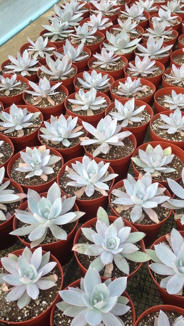 ��˿���Ͷ���·ֽ�糵���