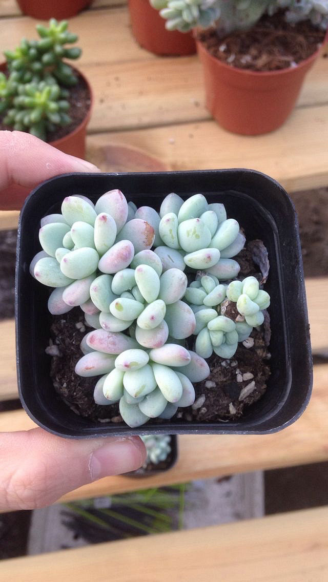 ��˿���Ͷ���·ֽ�糵���